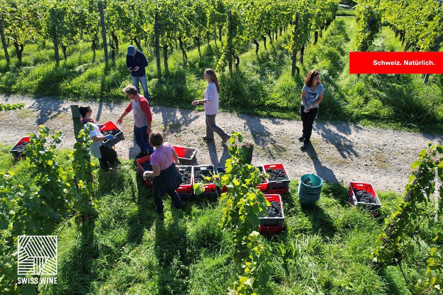 Bild: Geführte Themen-Degustation