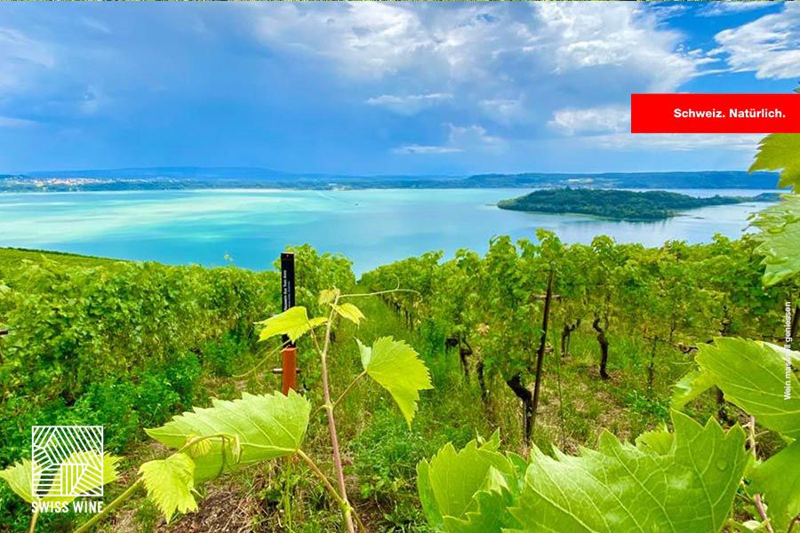 Bild: Weingut Krebs & Steiner - Bielersee